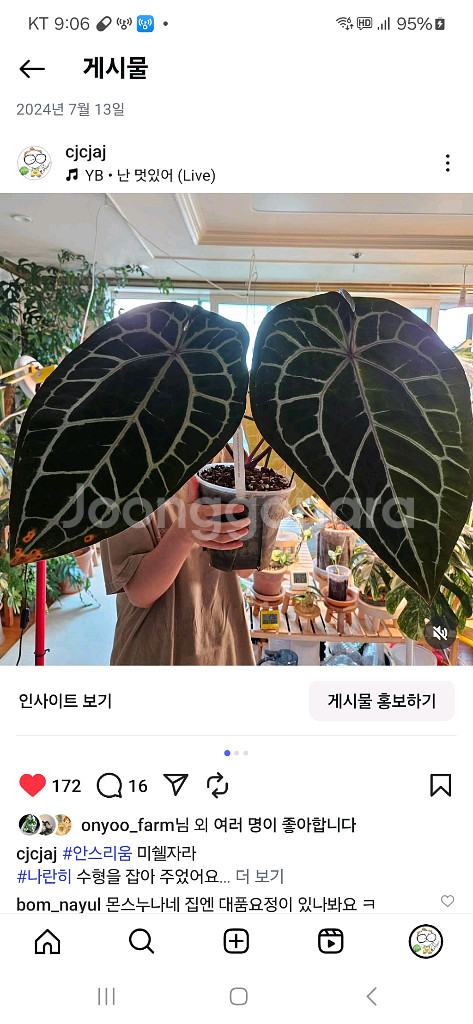 안스리움 미쉘자라 닥터블락 공식 정품 바텀--6