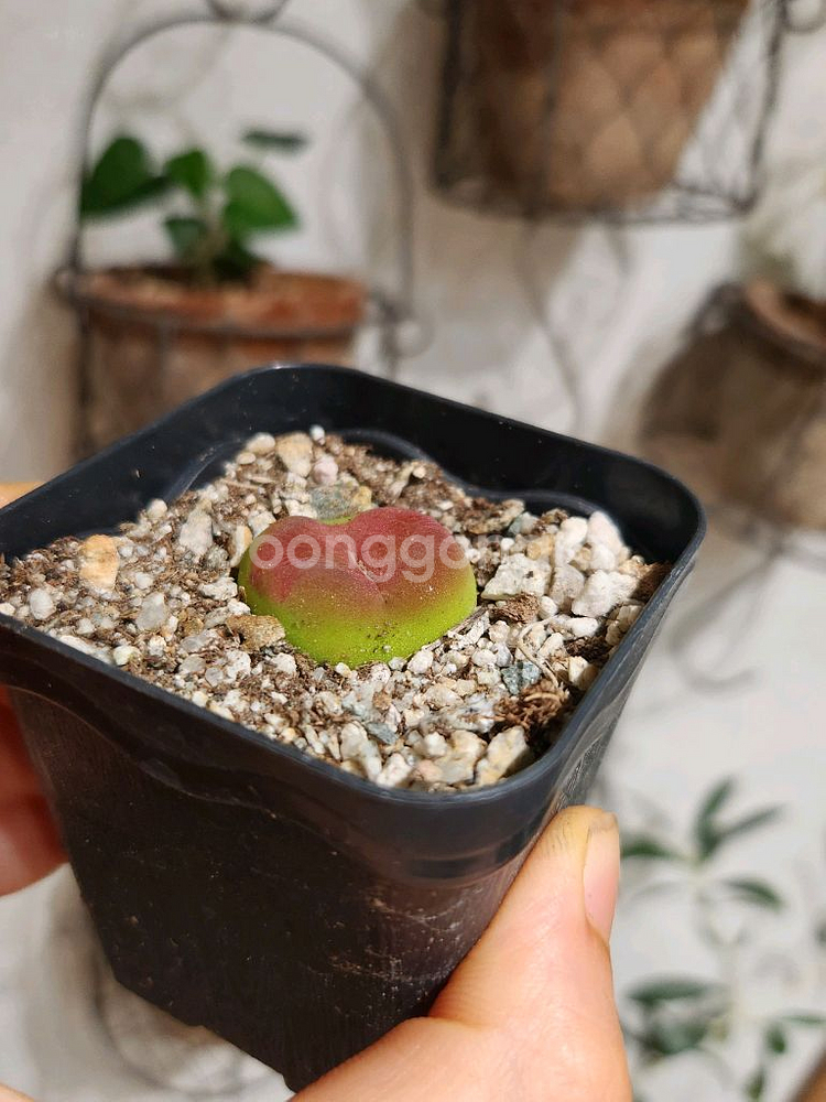 납작복숭아 마우가니--3