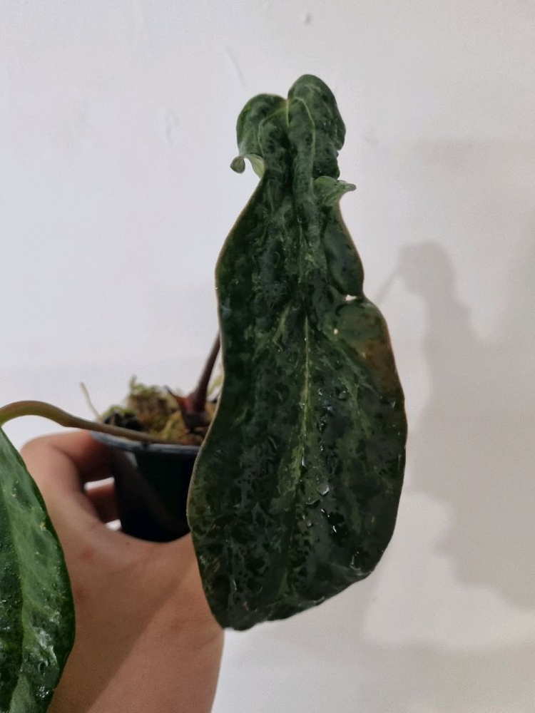 안스리움 (ree pap x portillae)x 비빕--2