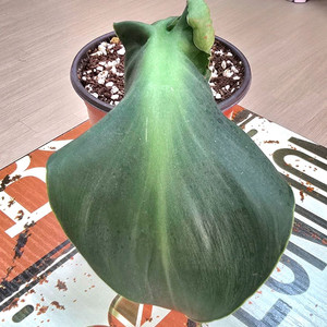피그스킨 루고섬