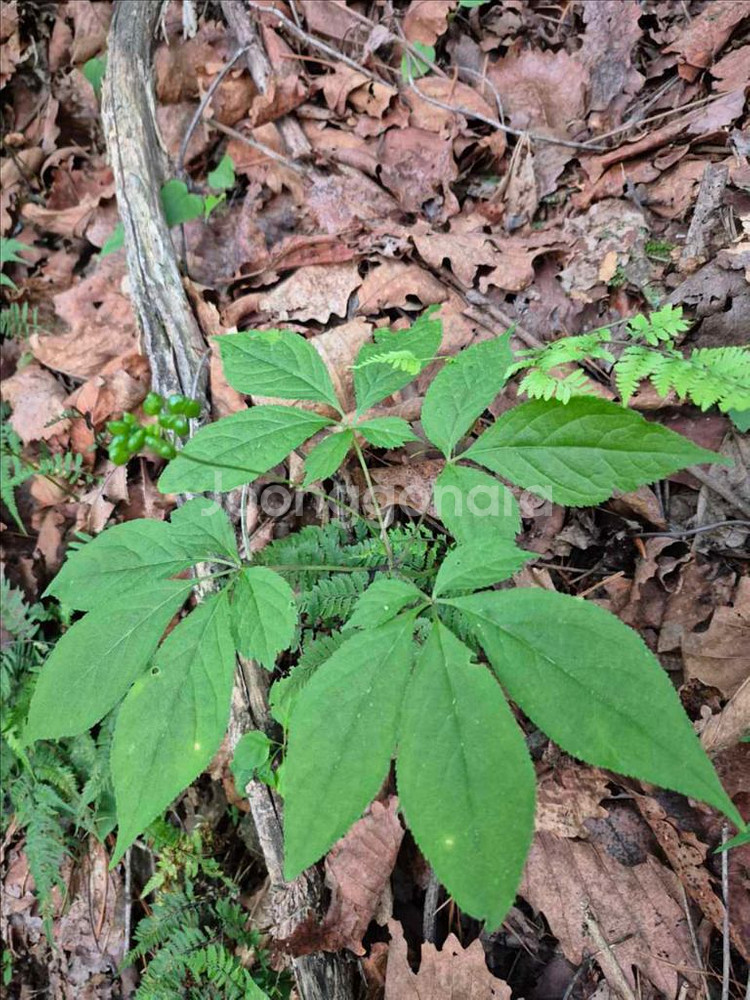 자연산 야생산삼--0