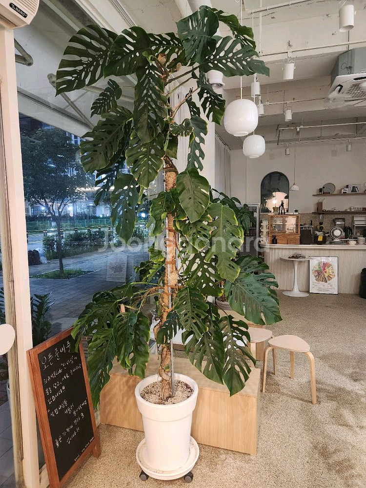 몬스테라 두비아 초대품--0