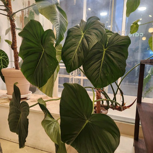필로덴드론 맥도웰 잎크기 50cm