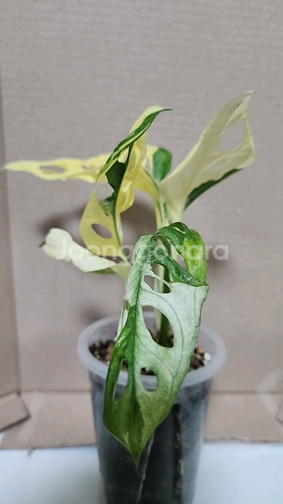 무늬아단소니--0