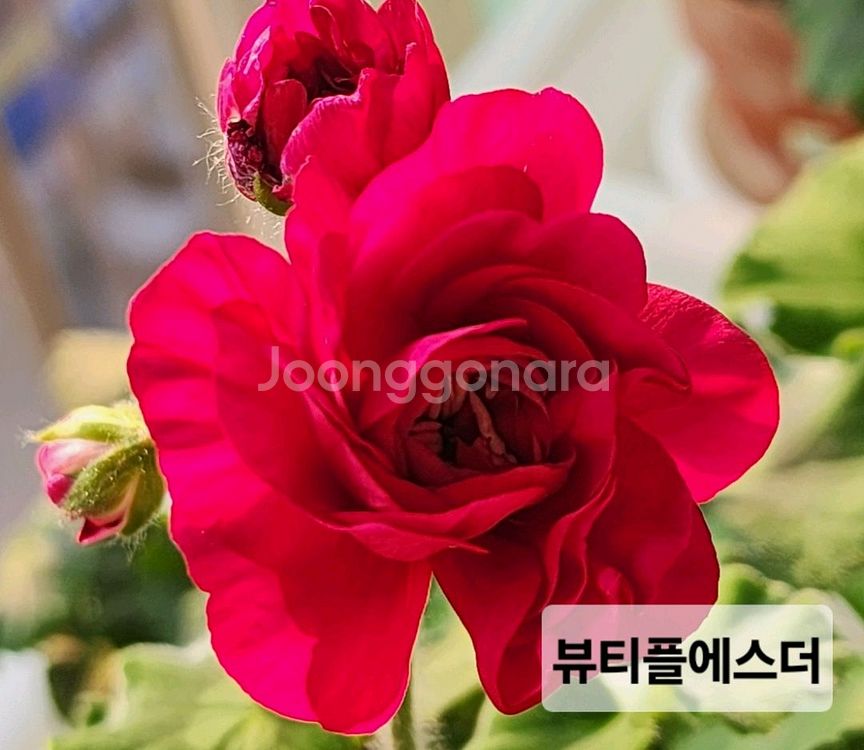 제라늄 뷰티플에스더--3