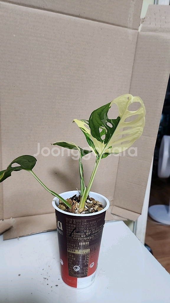 무늬아단소니--0