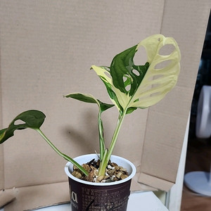 무늬아단소니