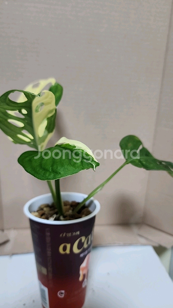 무늬아단소니--2