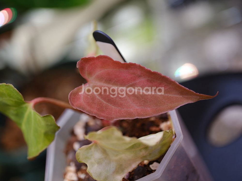 안스리움 파필 하이브리드 바리에가타--0