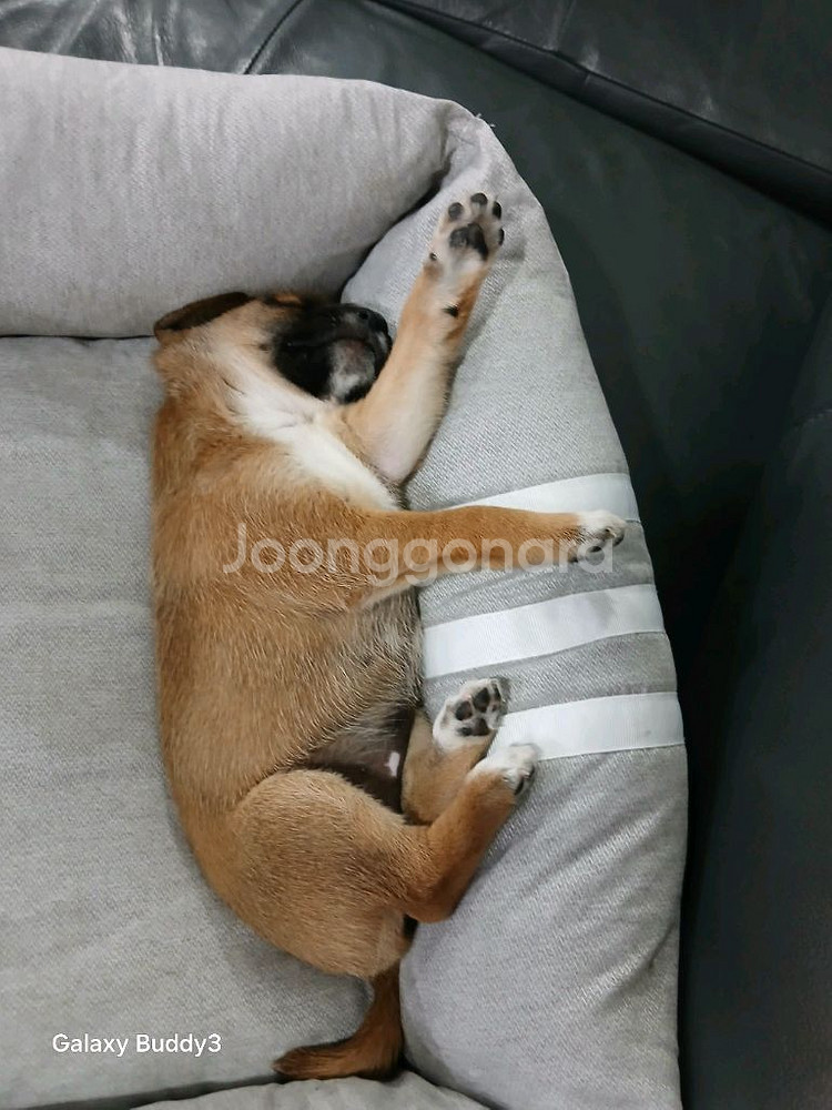 강아지를 찿아요(사진은 아님)--0