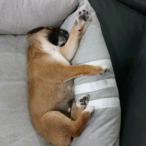강아지를 찿아요(사진은 아님)