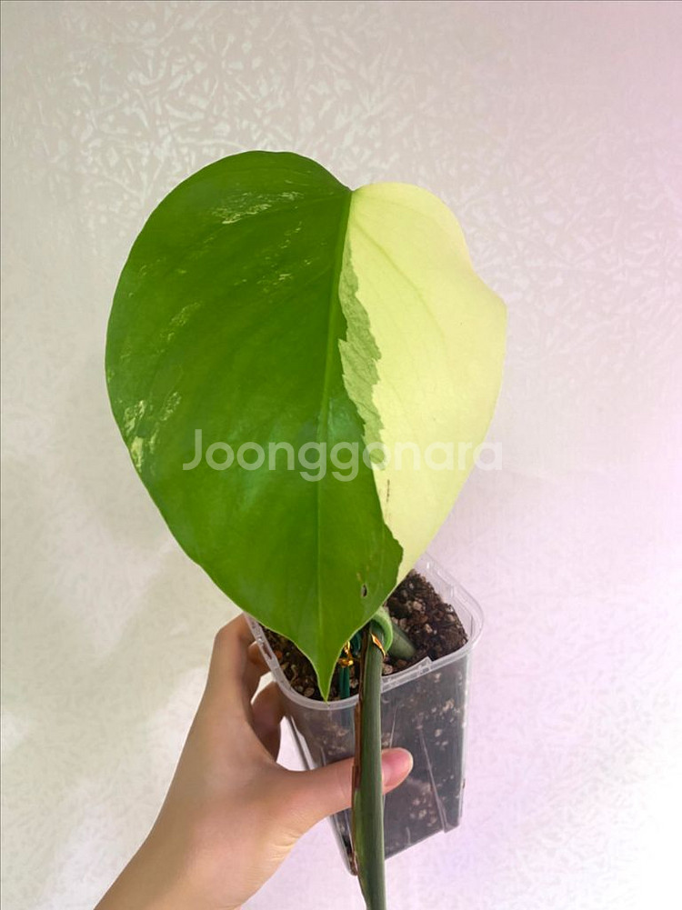 보르시지아나 민트 몬스테라--0