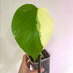 보르시지아나 민트 몬스테라
