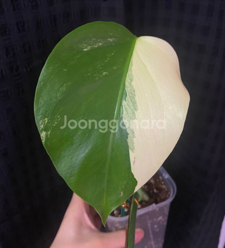 보르시지아나 민트 몬스테라--1