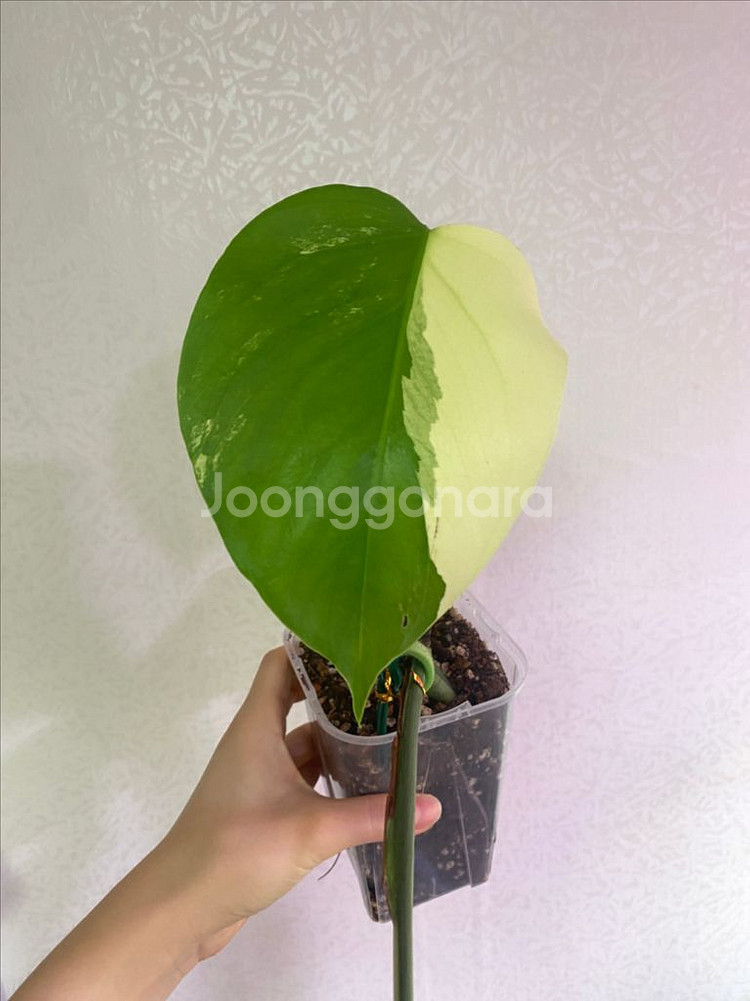 보르시지아나 민트 몬스테라--6