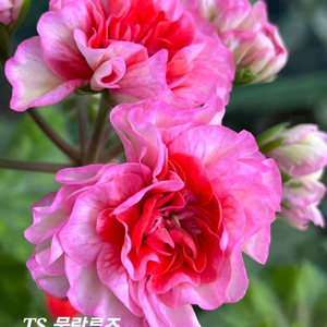 제라늄 TS 물랑루즈