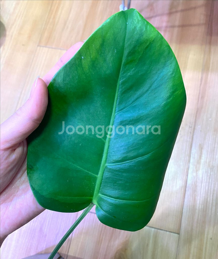 몬스테라 보르시지아나 민트(탑)--3