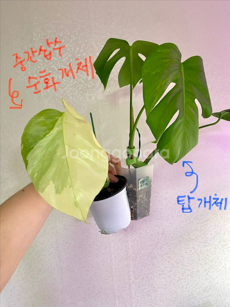 몬스테라 보르시지아나 민트(탑)--5