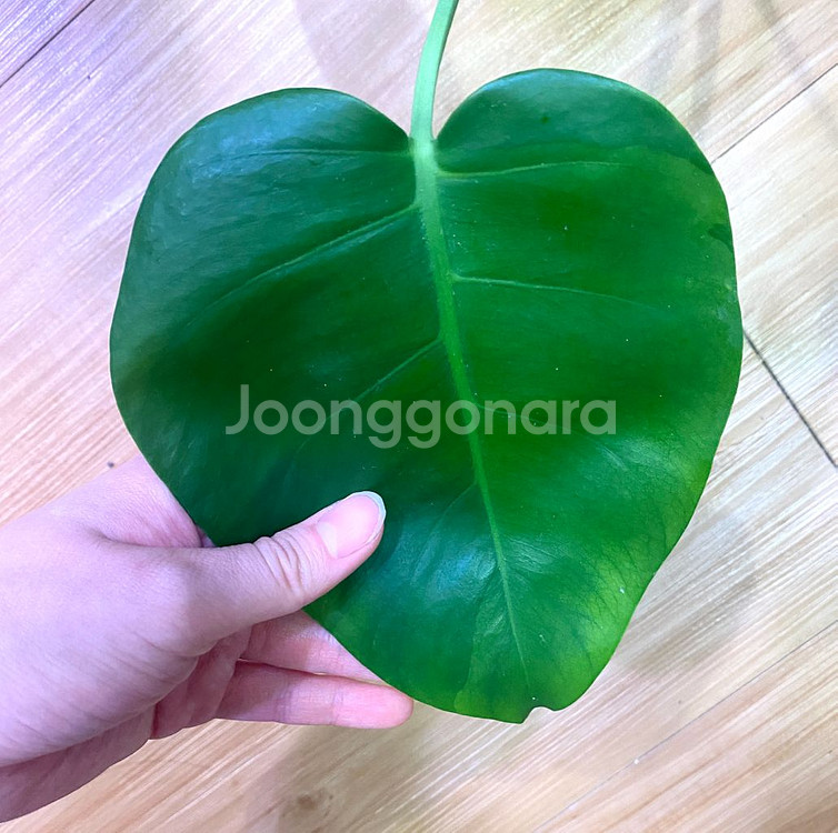 몬스테라 보르시지아나 민트(탑)--8