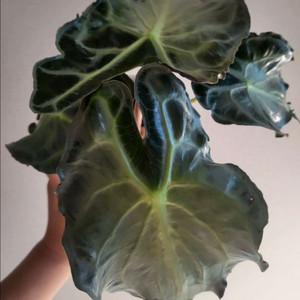 알로카시아 베놈