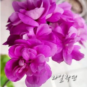 제라늄.라일락던