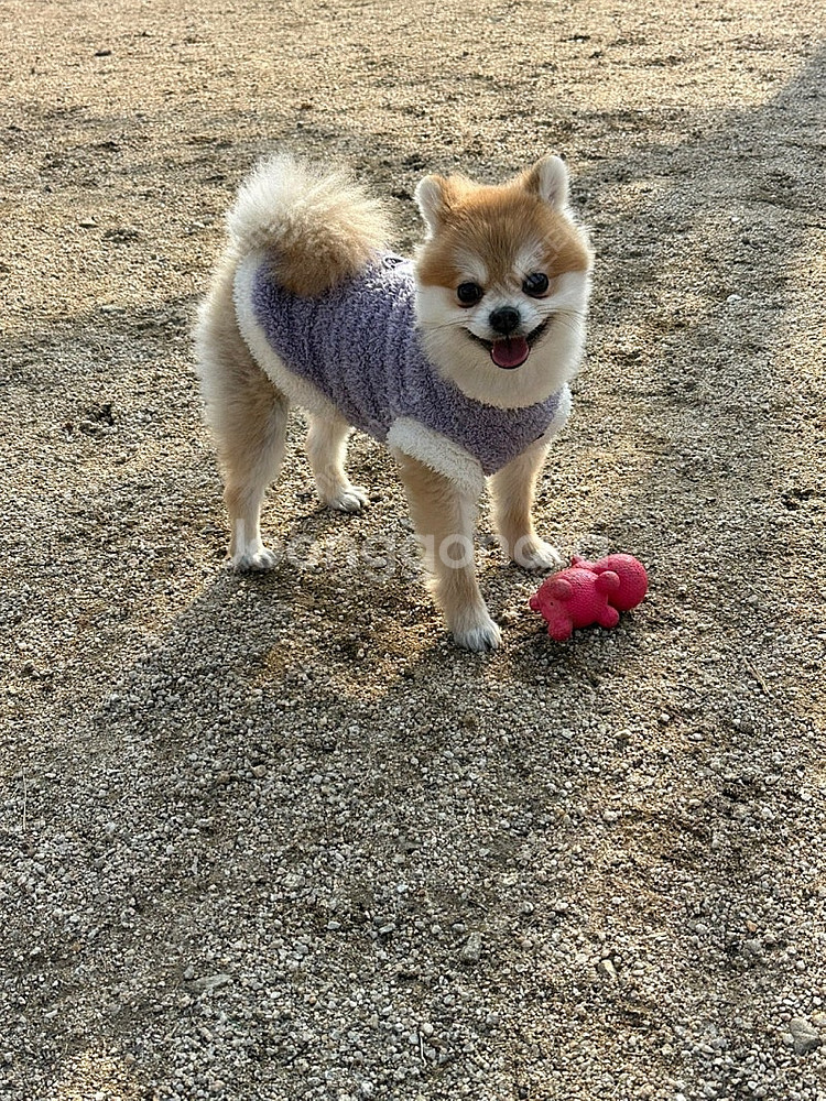 모바일 TFT 코인 판매합니다 | 중고나라 - 안심되는 중고거래