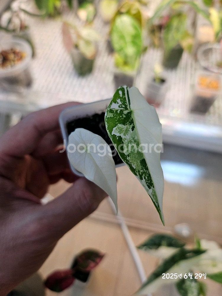 알로카시아 심포 알보바리에가타--0