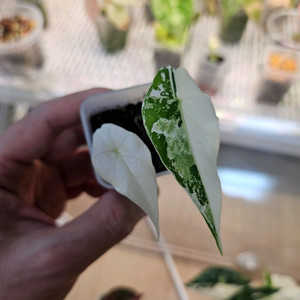 알로카시아 심포 알보바리에가타