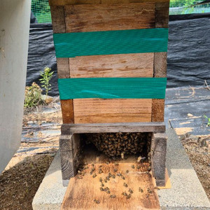 토종벌 분양합니다