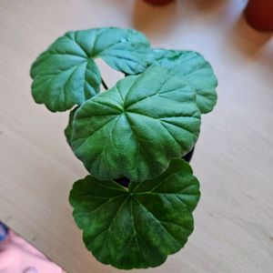 밤무제라늄