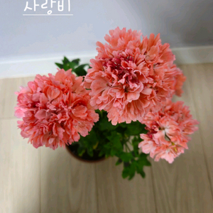 사랑비제라늄