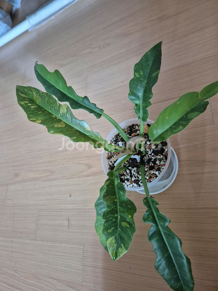 필로덴드론 링오브화이어--1