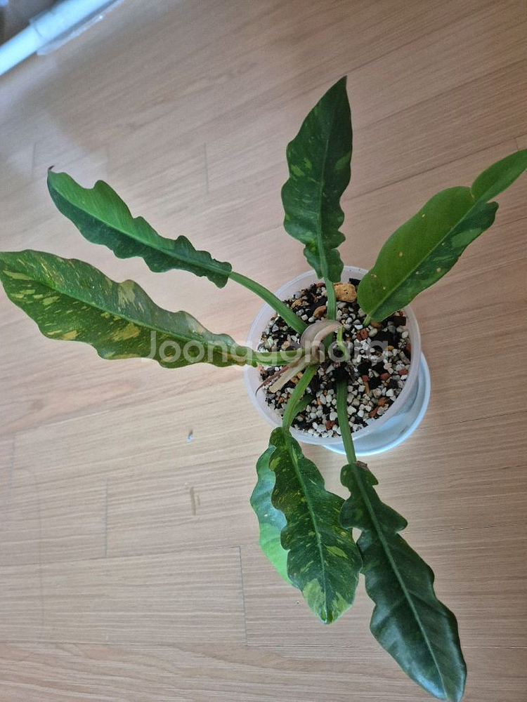 필로덴드론 링오브화이어--0