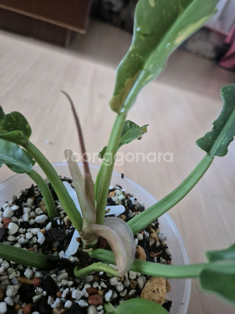 필로덴드론 링오브화이어--2