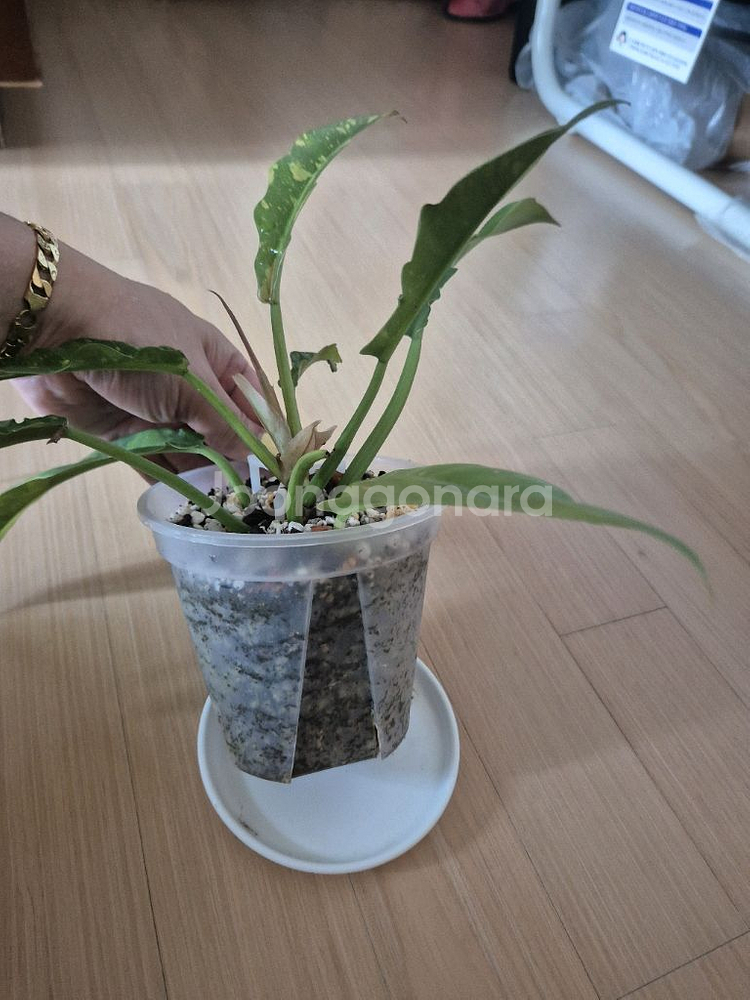 필로덴드론 링오브화이어--3