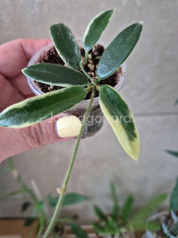 호야 리프리즘--0