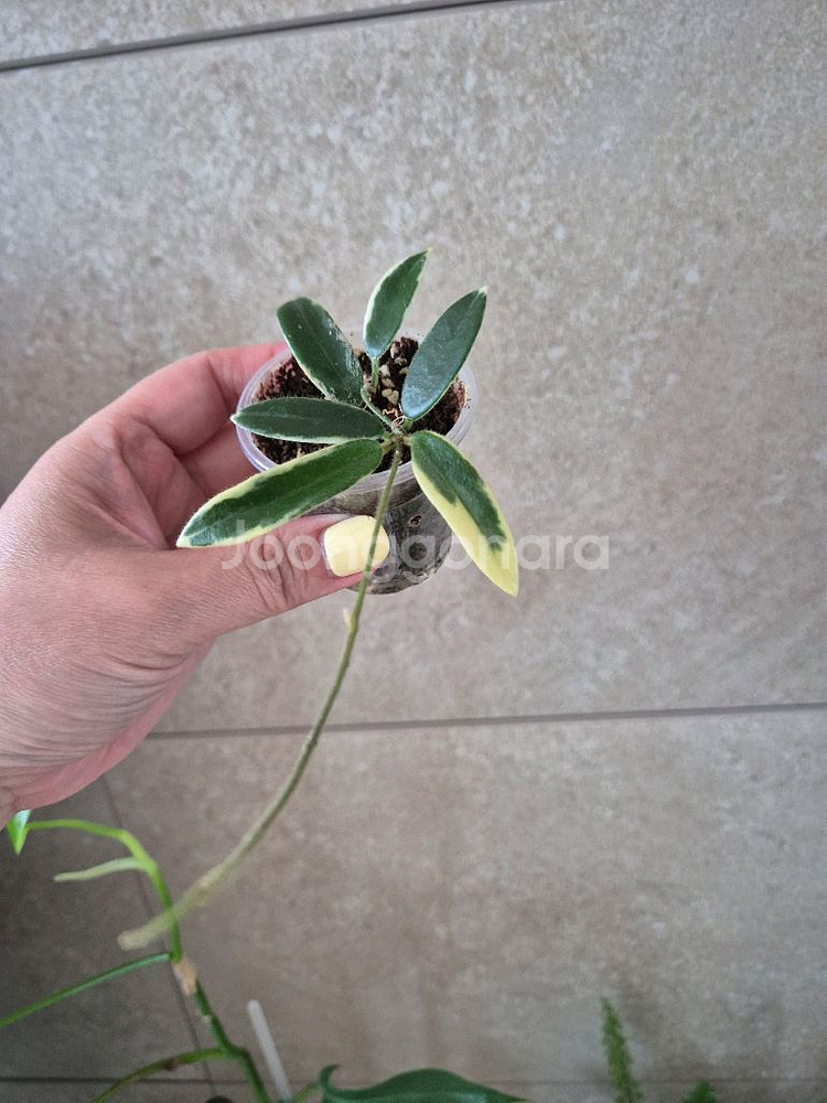 호야 리프리즘--1