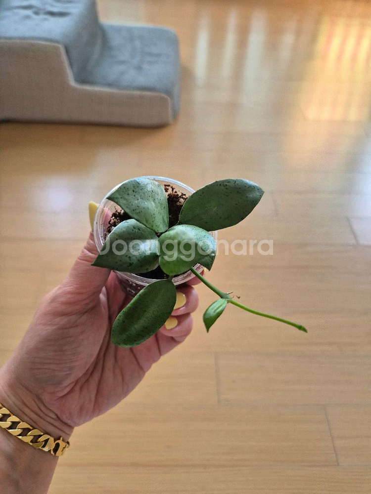 호야민트코인--0