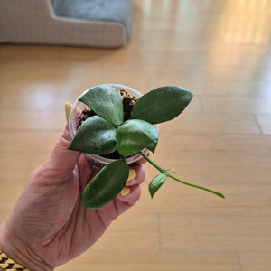 호야민트코인