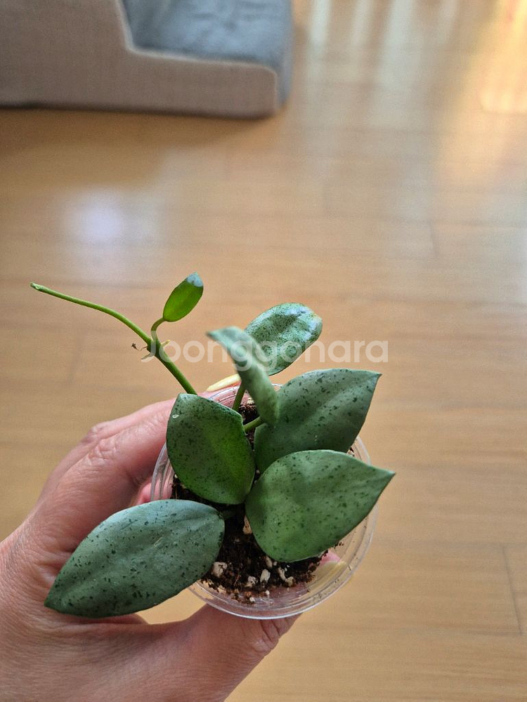 호야민트코인--1