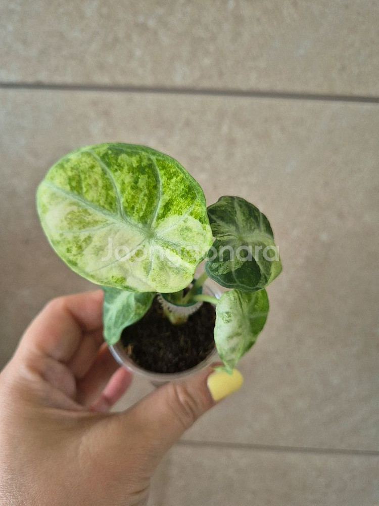 알로카시아 닌자 스플래쉬 바리--0