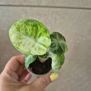 알로카시아 닌자 스플래쉬 바리