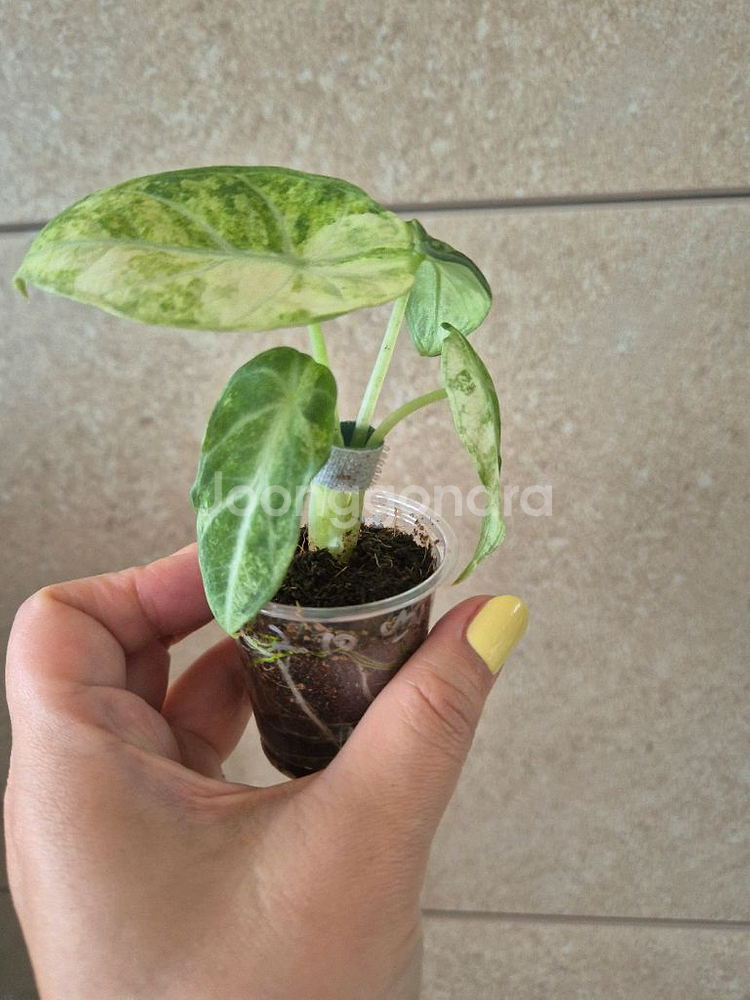 알로카시아 닌자 스플래쉬 바리--2