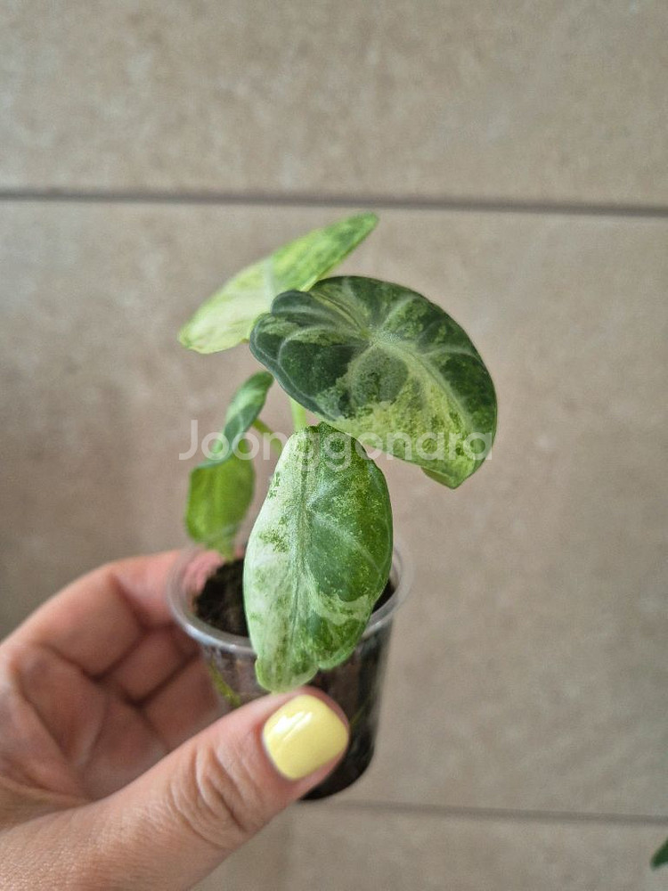 알로카시아 닌자 스플래쉬 바리--1
