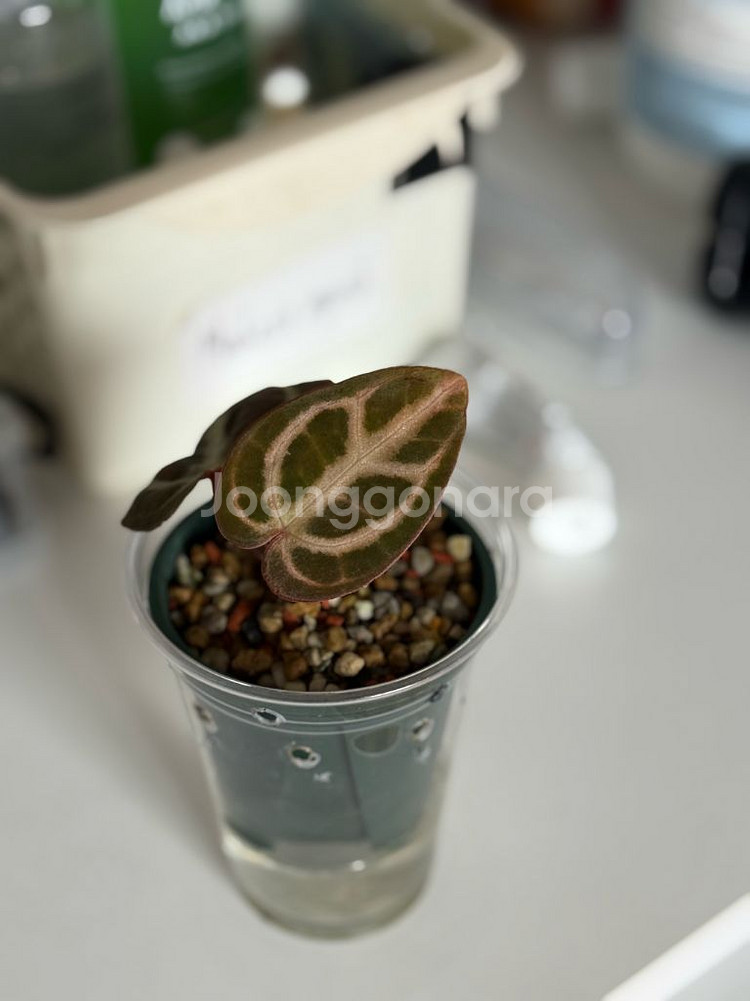 안스리움 칼라블랙키 ra10(스콧 셀렉)--0