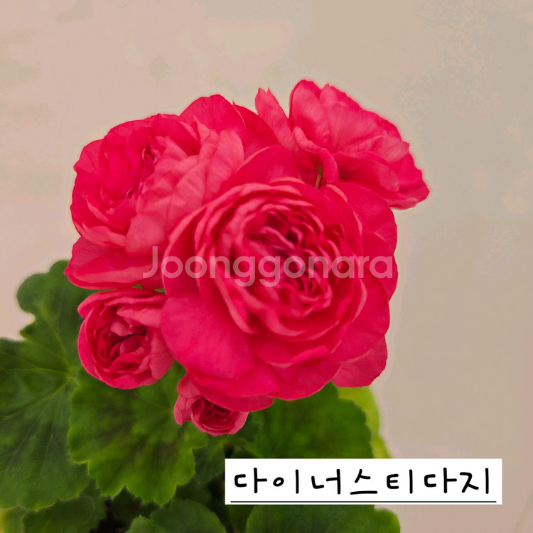 다이너스티다지 제라늄(중국제라늄)--0