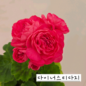 다이너스티다지 제라늄(중국제라늄)