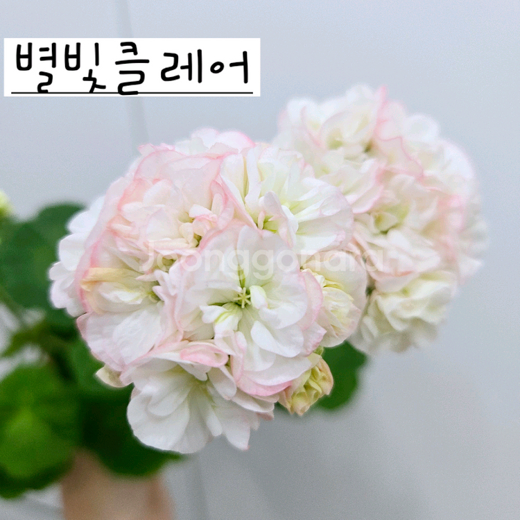 별빛클레어 제라늄--0