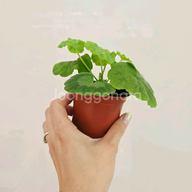 별빛클레어 제라늄--2
