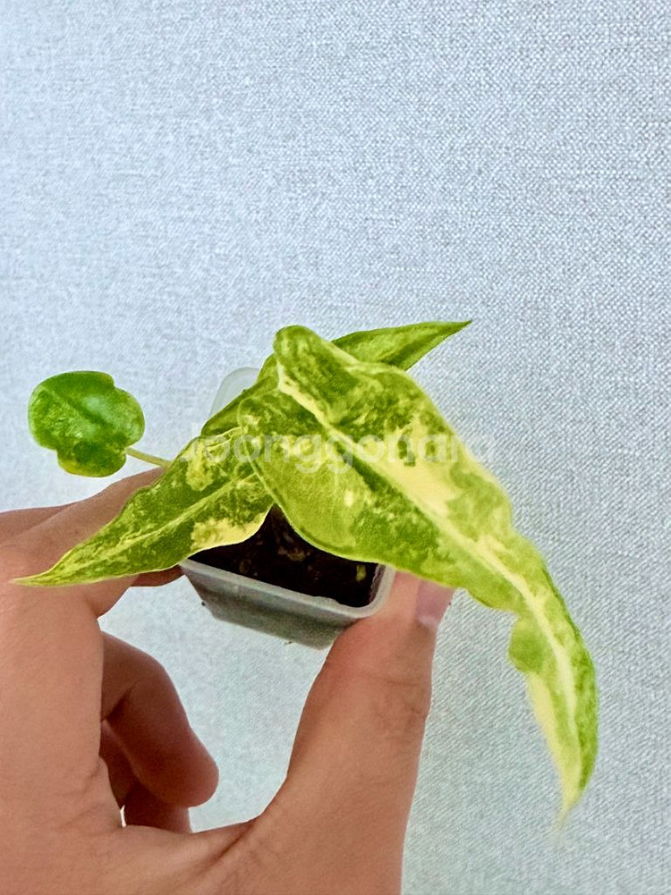 포르테이 바리에가타 무늬천재--0